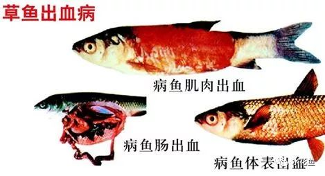 草魚(yú)出血病.png 草魚(yú)出血病.png