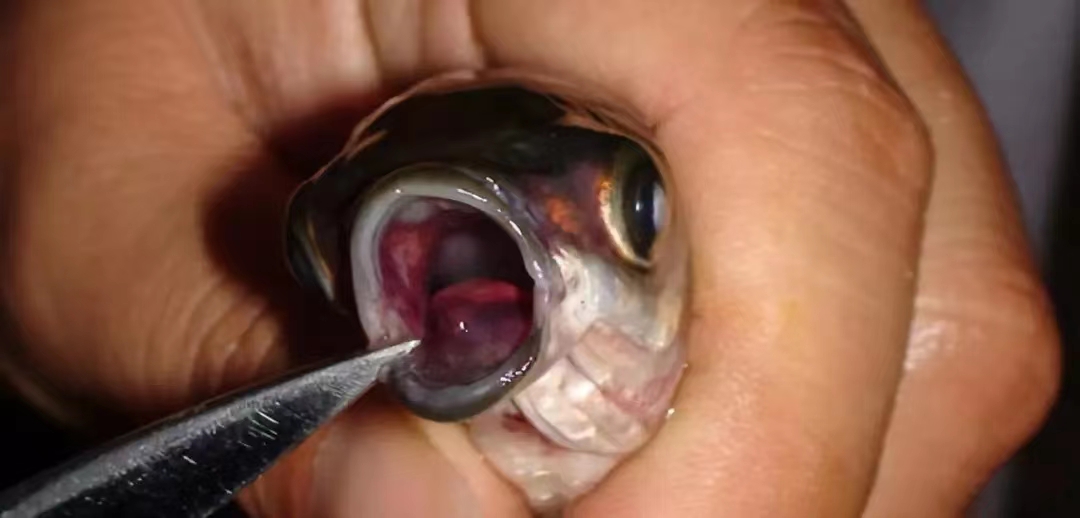 口腔充血發(fā)紅.jpg 口腔充血發(fā)紅.jpg