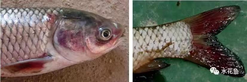 紅鰭.jpg 紅鰭.jpg