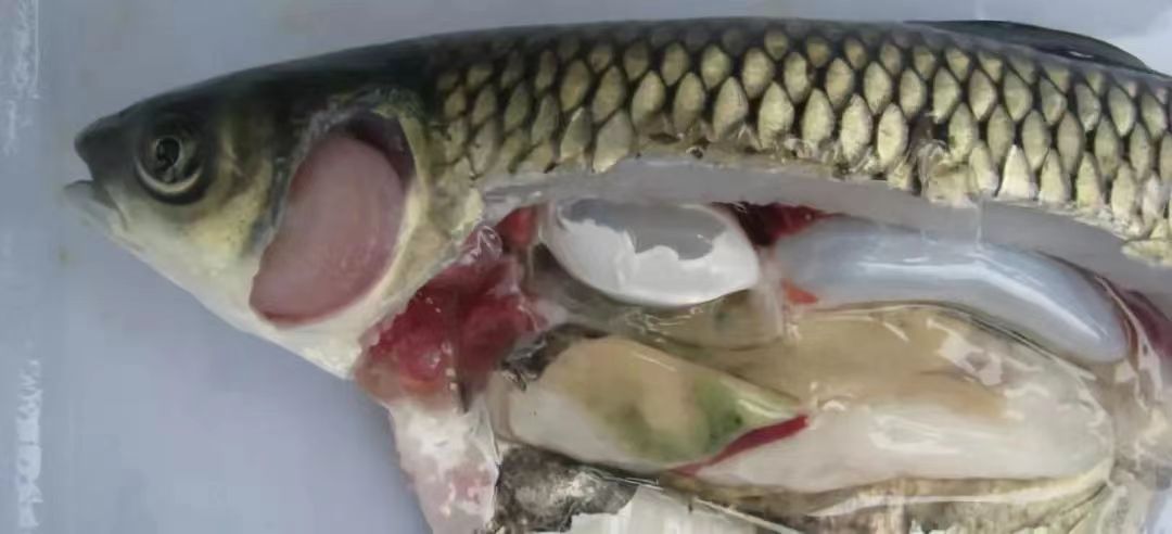 白腮.jpg 白腮.jpg