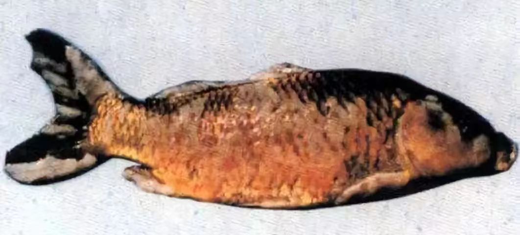 痘瘡病2.jpg 痘瘡病2.jpg