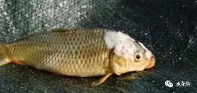 病魚(yú).jpg 病魚(yú).jpg