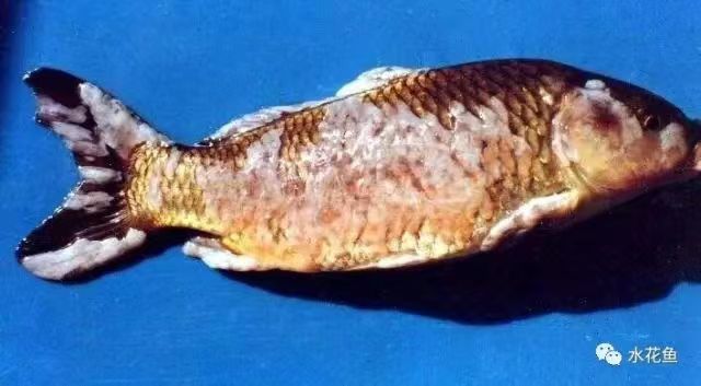病魚(yú)2.jpg 病魚(yú)2.jpg