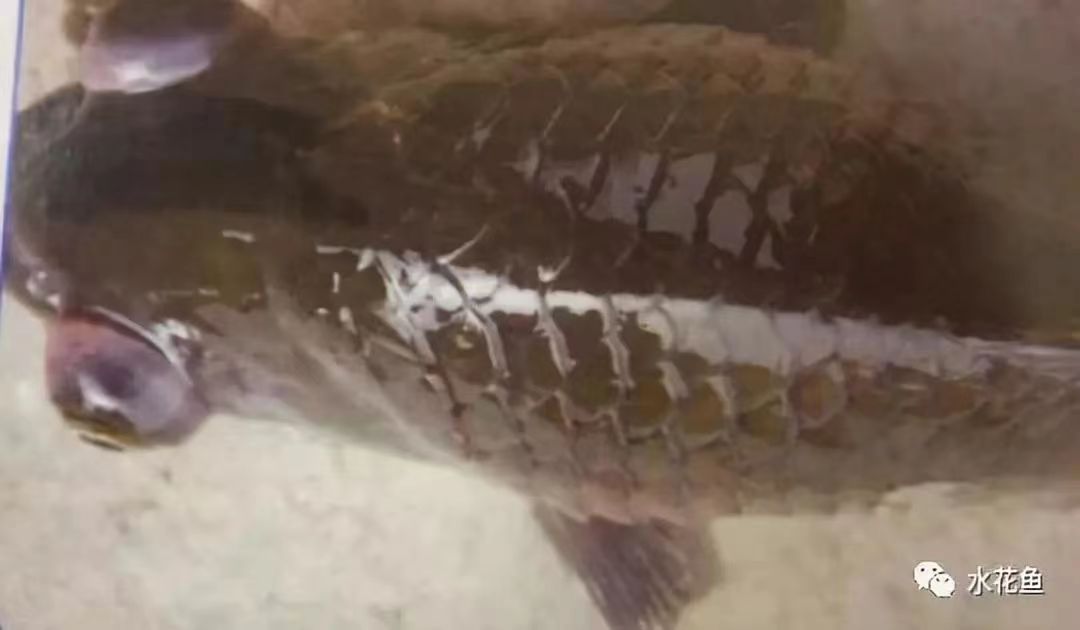 眼球突出.jpg 眼球突出.jpg