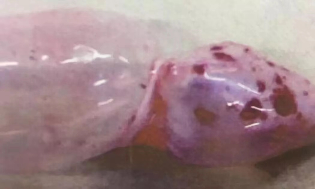 鯉魚(yú)魚(yú)鰾出血.jpg 鯉魚(yú)魚(yú)鰾出血.jpg