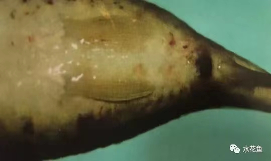 鯉肛門(mén)紅腫,體表出血.jpg 鯉肛門(mén)紅腫,體表出血.jpg