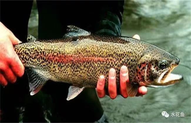 虹鱒魚(yú).jpg 虹鱒魚(yú).jpg