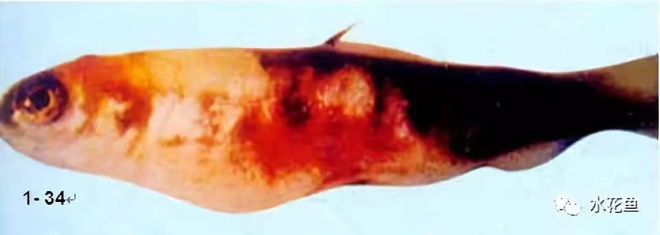 患病虹鱒腹部膨大,體表出血、出血(仿山崎隆義).jpg 患病虹鱒腹部膨大,體表出血、出血(仿山崎隆義).jpg