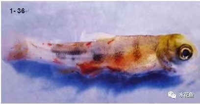 肌肉出血鮭魚(yú).jpg 肌肉出血鮭魚(yú).jpg