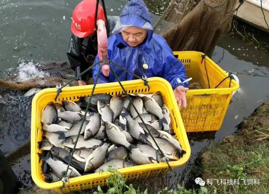 捕魚運魚：脫粘、掉鱗、出血、不耐運輸.jpg